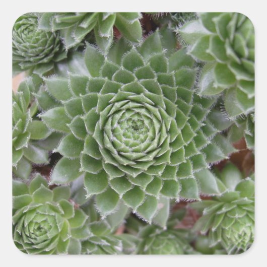 Carré Beau Sticker Flower Set (Devant)