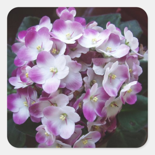 Carré Beau Sticker Flower Set (Devant)