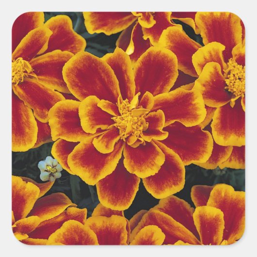 Carré Beau Sticker Marigolds (Devant)