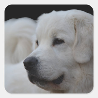 Carré Beau Sticker Polonais Tatra Sheepdog