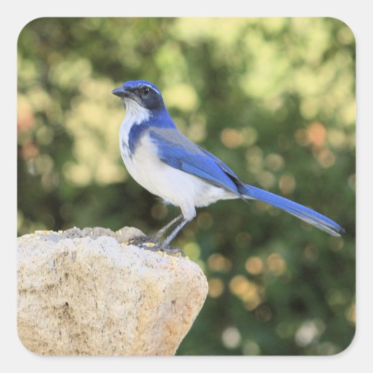 Carré California Scrub Jay - Sticker (Devant)