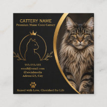 Carte de visite de chatterie Maine Coon personnali