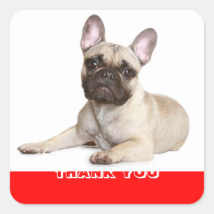 Carré Chiens Sticker Chien Puppy Bouledogue Français Mer