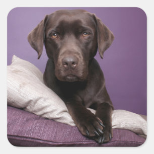 Carré Chocolat Brown Labrador Retriever Sticker chien