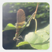 Carré Dragonfly Sticker (Devant)