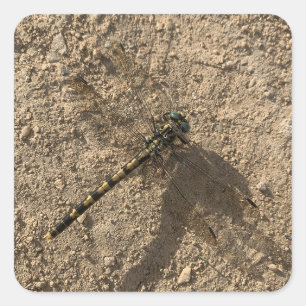 Carré Dragonfly Sticker