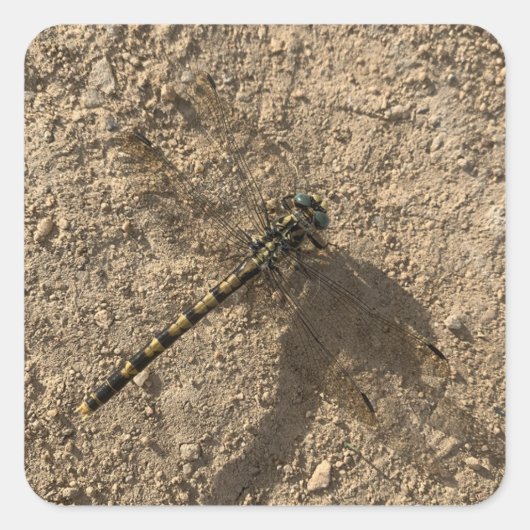 Carré Dragonfly Sticker (Devant)
