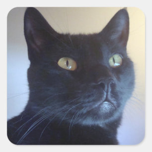 Carré Je Suis Chat Sticker