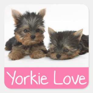 Carré Love Yorkshire Terrier Chien Chien Chien Sticker /