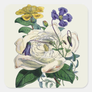 Carré Magnolia Botanique vintage Imprimer - Sticker