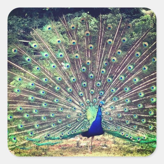 Carré Preening Peacock Square Sticker (Devant)