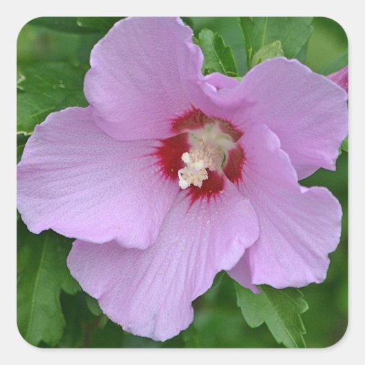 Carré Rose De Sharon Sticker (Devant)
