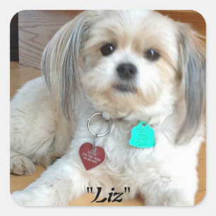 Carré Shih Tzu nommé Sticker Liz