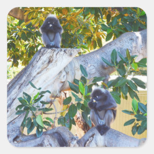 Carré Singes de Langur Noir Manger, Sticker