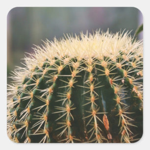 Carré Sticker à cactus