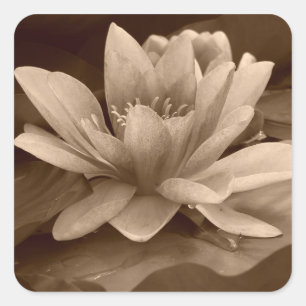 Carré Sticker à nénuphars