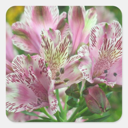 Carré Sticker Alstromeria Peruvien Lilies (Devant)
