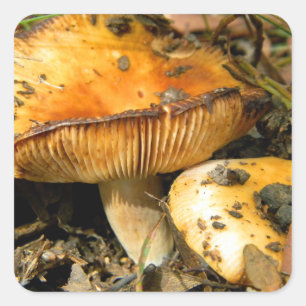 Carré Sticker aux champignons sauvages