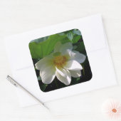 Carré Sticker avec délicate Fleur de Lotus blanche (Enveloppe)