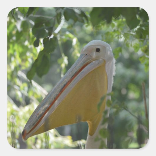 Carré Sticker avec drôle de pélican (Devant)