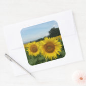 Carré Sticker avec le terrain de tournesol (Enveloppe)