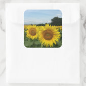 Carré Sticker avec le terrain de tournesol (Sac)
