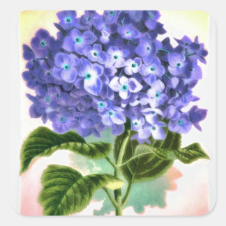 Carré Sticker Blue Hydrangea