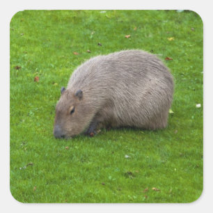 Carré Sticker Capybara