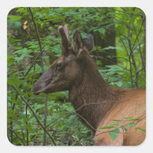 Carré Sticker Elk
