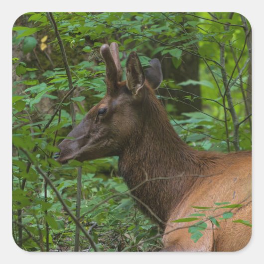 Carré Sticker Elk (Devant)