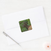 Carré Sticker Elk (Enveloppe)