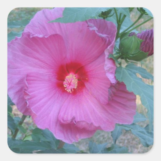 Carré Sticker en fleurs Hibiscus (Devant)