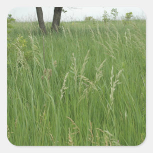 Carré Sticker en herbe d'été par H.A.S. Arts