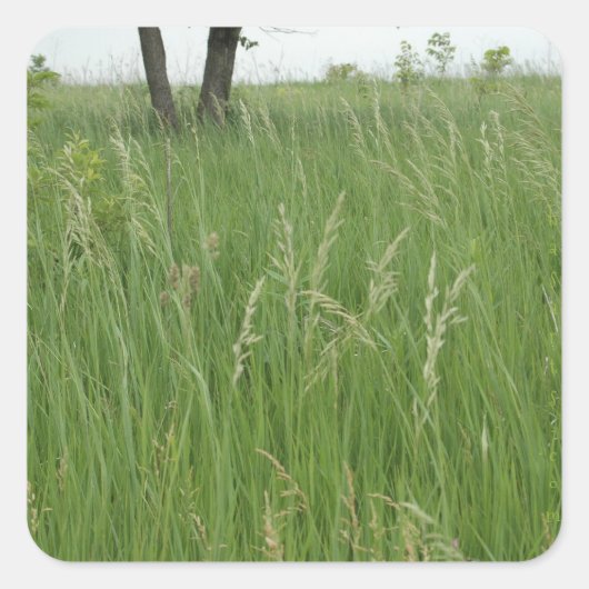 Carré Sticker en herbe d'été par H.A.S. Arts (Devant)