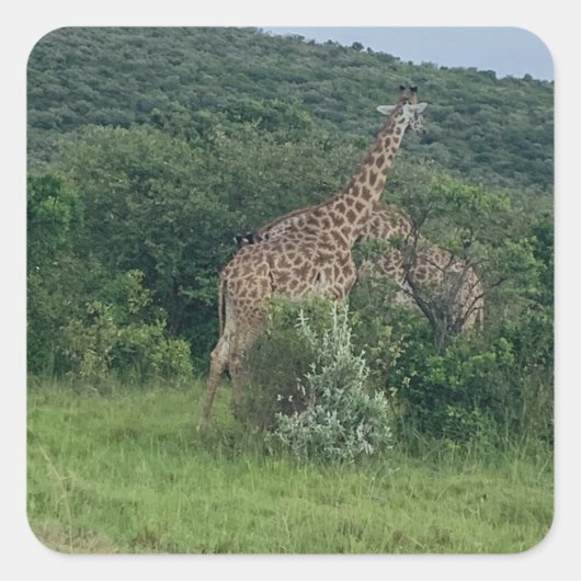 Carré Sticker Giraffe (Devant)
