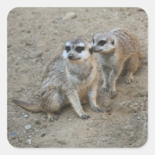 Carré Sticker Gossip