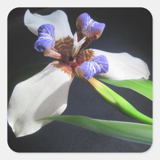 Carré Sticker Iris étonnant (Devant)