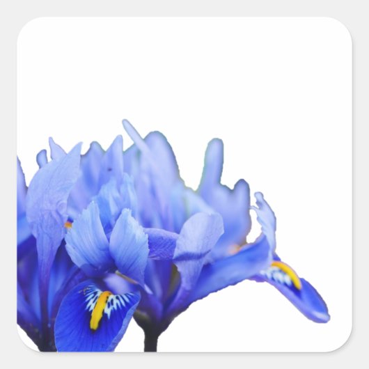 Carré Sticker Iris Flowers (Devant)