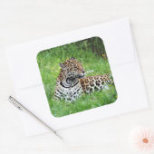 Carré Sticker Jaguar (Enveloppe)