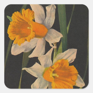 Carré Sticker Jonquil Fleurs de nuit Daffodils Jardinage