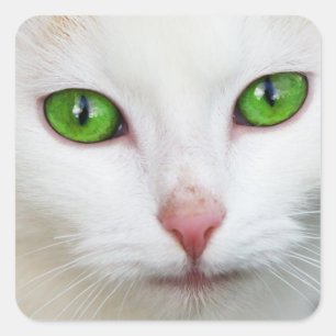 Carré Sticker Kitty "Green Eyes"