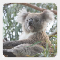 Sticker Koala