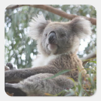 Carré Sticker Koala