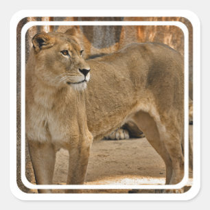 Carré Sticker Lady Lioness