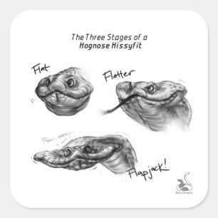 Carré Sticker "Les trois étapes d'un Hognose Hissyfit"