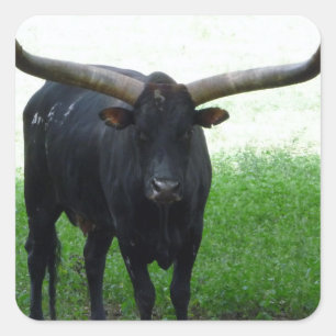 Carré Sticker Longhorn Bull
