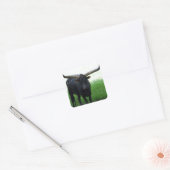 Carré Sticker Longhorn Bull (Enveloppe)