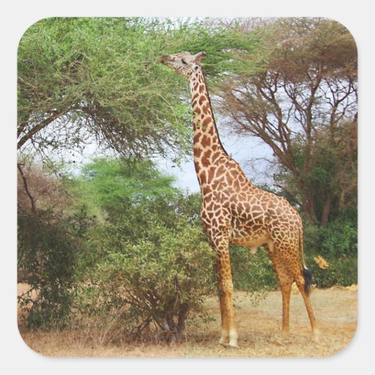 Carré Sticker Masai Giraffe (Devant)