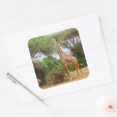 Carré Sticker Masai Giraffe (Enveloppe)