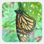 Carré Sticker papillon (Devant)